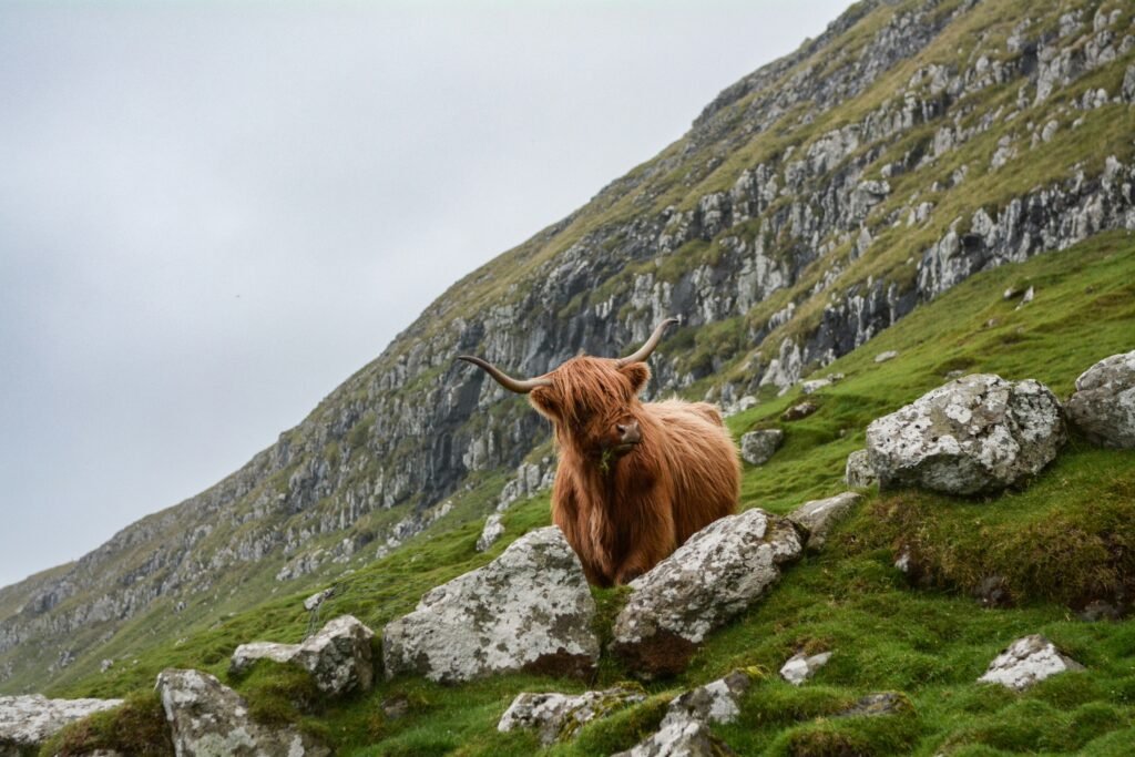 Highland cow on a green hillside in the Faroe Islands